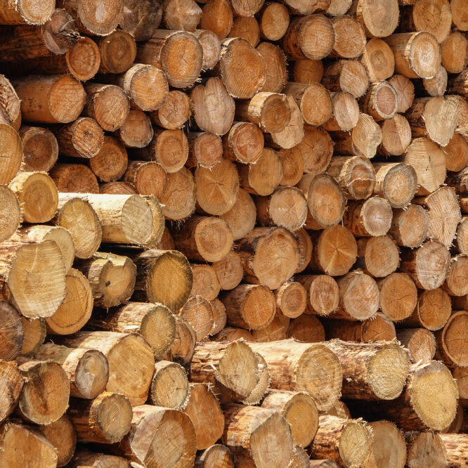 Holzstapel: Holzplatz Beregnung, die Vorteile der Nasskonservierung